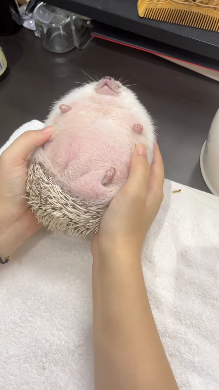 小短腿被撓得亂踢～