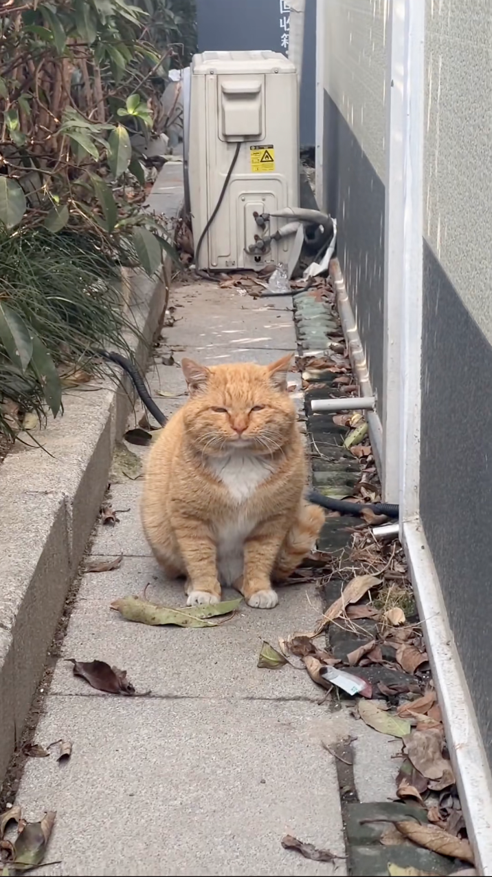 喵：嗯？有事嗎？