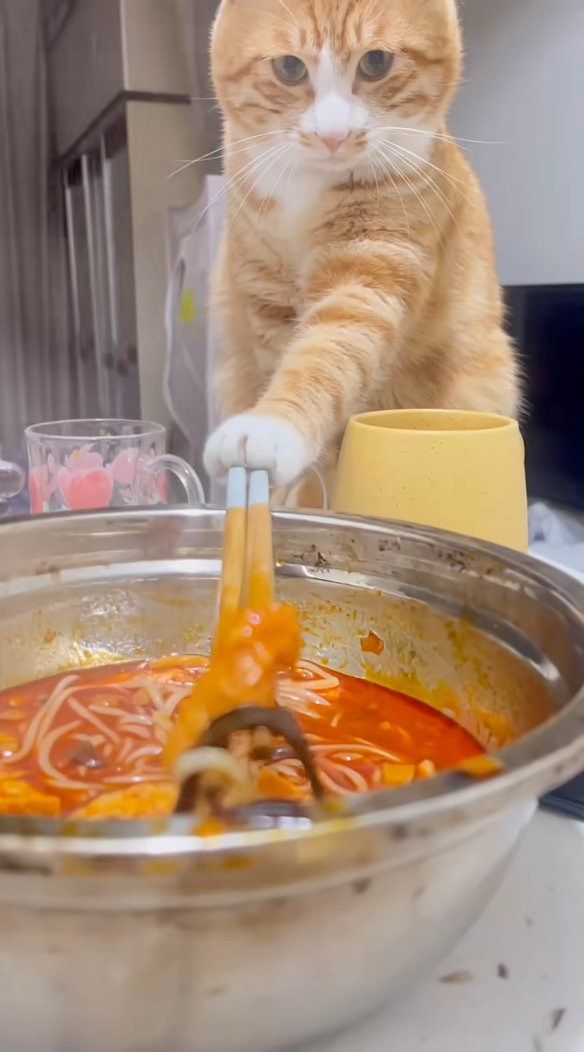 貓咪很認真的在把碗中的食物挑上來。