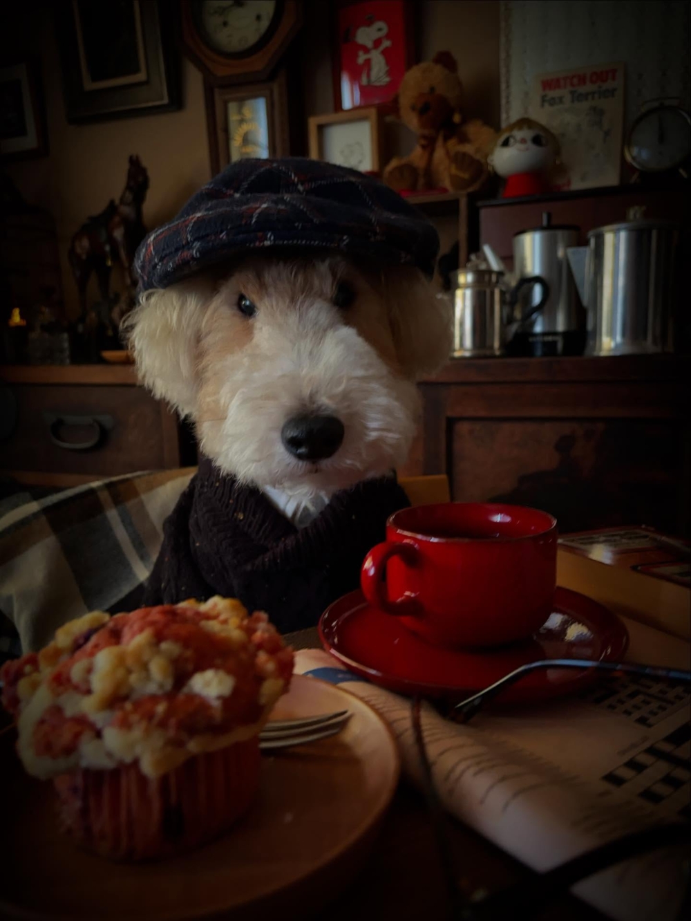 狗界紳士兄弟｜Chewchan 與 Benben：帥氣、淘氣又有禮的英倫狗狗代表！