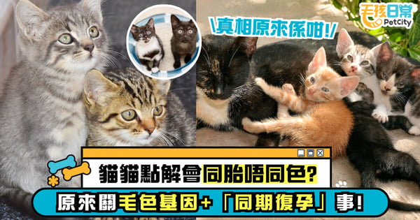 【貓咪冷知識】母貓生小貓 為什麼同胎不同色?貓界生育秘密大公開!真相原來是這樣!