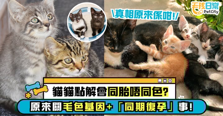 【貓咪冷知識】母貓生小貓 為什麼同胎不同色？貓界生育秘密大公開！真相原來是這樣！