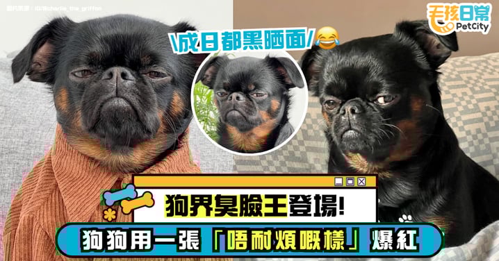 狗界臭臉王登場!Charlie 用一張「不耐煩的臉」紅遍全網:永遠都在不爽