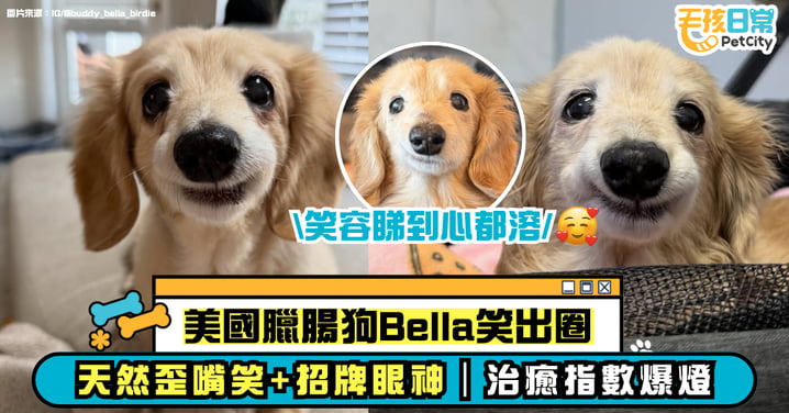 美國歪嘴臘腸犬 Bella 靠「天然笑容」爆紅全網！笑臉太治癒成最萌招牌