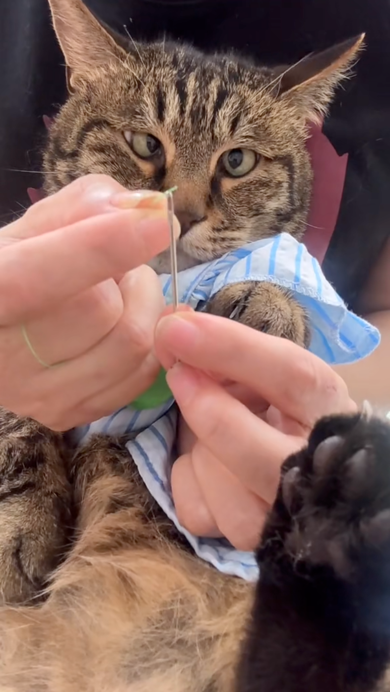 貓咪緊張兮兮又想幫忙的樣子太可愛了。