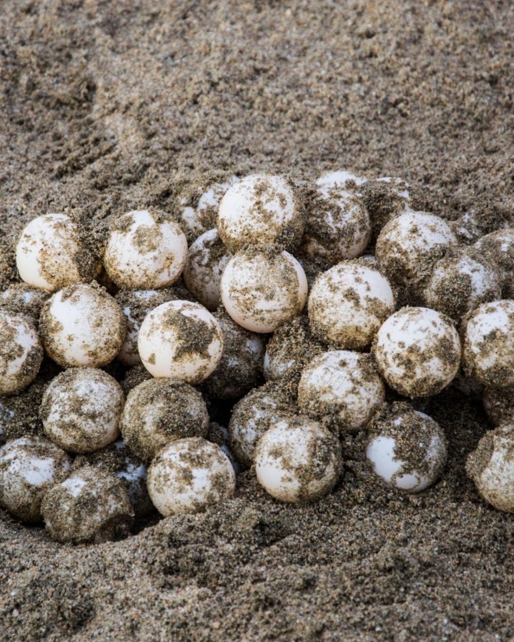 從北極海豹到熱帶鳥類，從冰雪融化到森林消失，每一項變化都在提醒人類：環境問題已迫在眉睫。