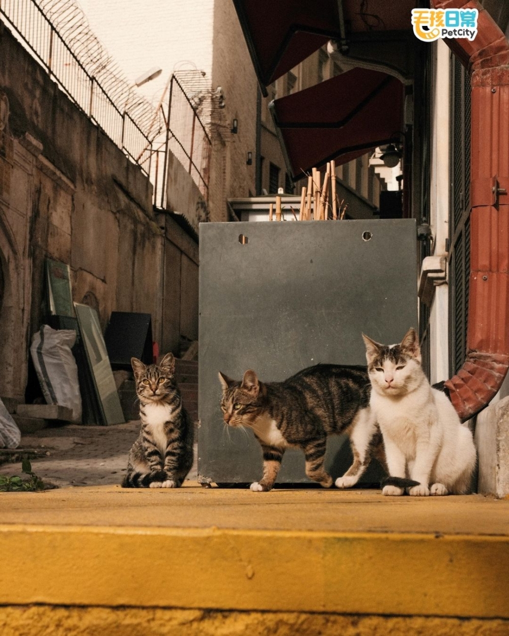 貓咪要統治地球了？