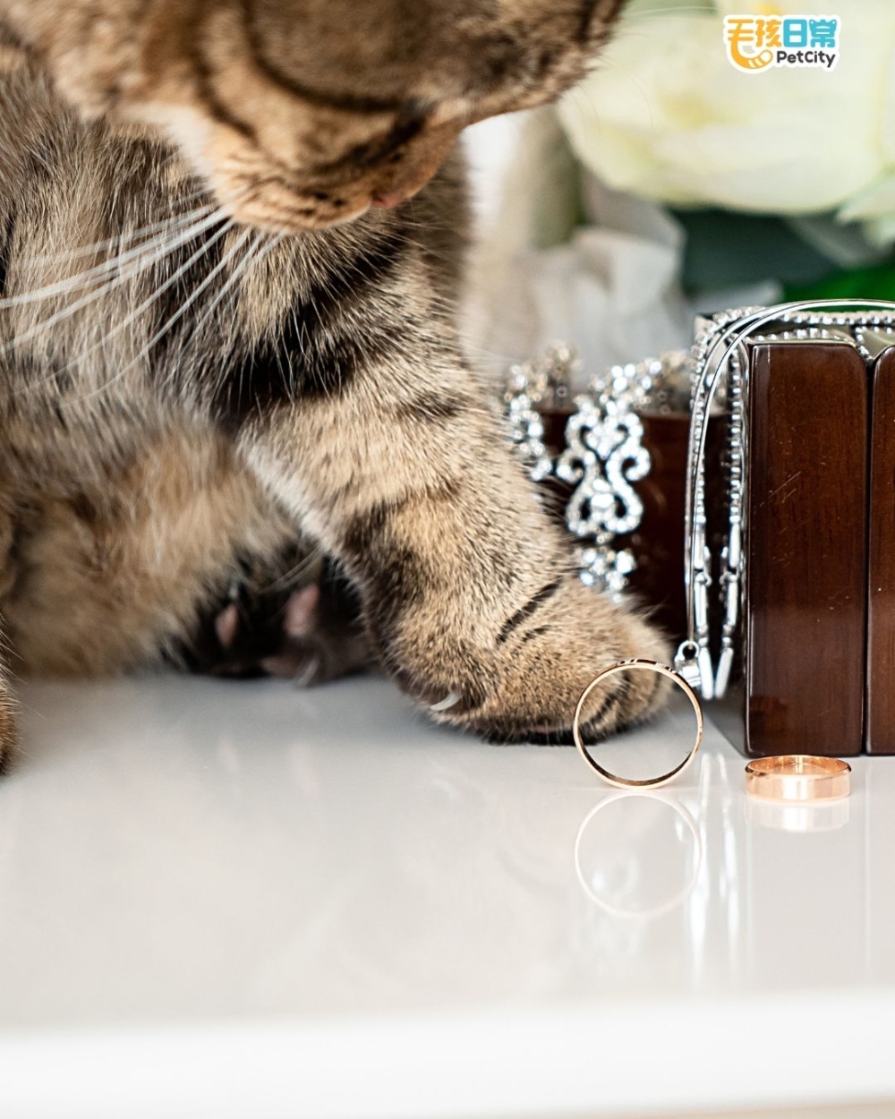 毛孩也是我們的家庭成員～