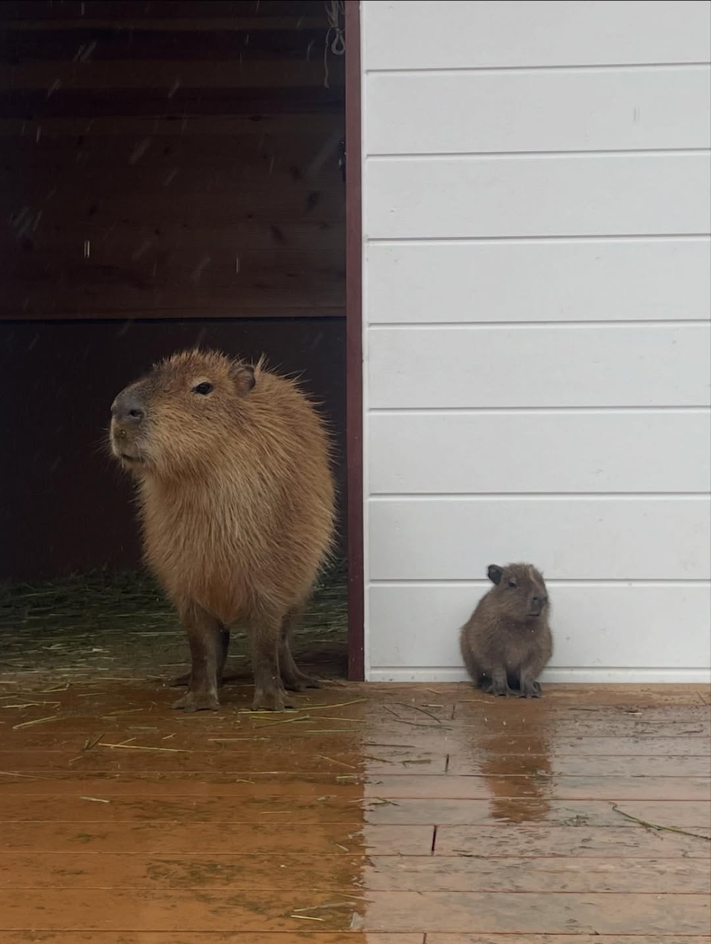 Mini水豚BB初亮相|日本伊豆動物王國迎新成員~呆萌登場太療癒!
