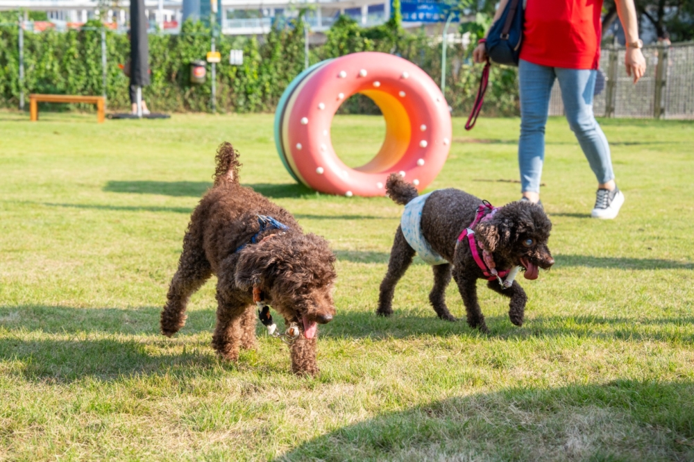 在西九寵物俱樂部，狗狗們可以自由自在地在草坪上奔跑，亦有迷你隧道、爬梯等，讓牠們盡情探索和放電，彷彿回到年輕的時候。