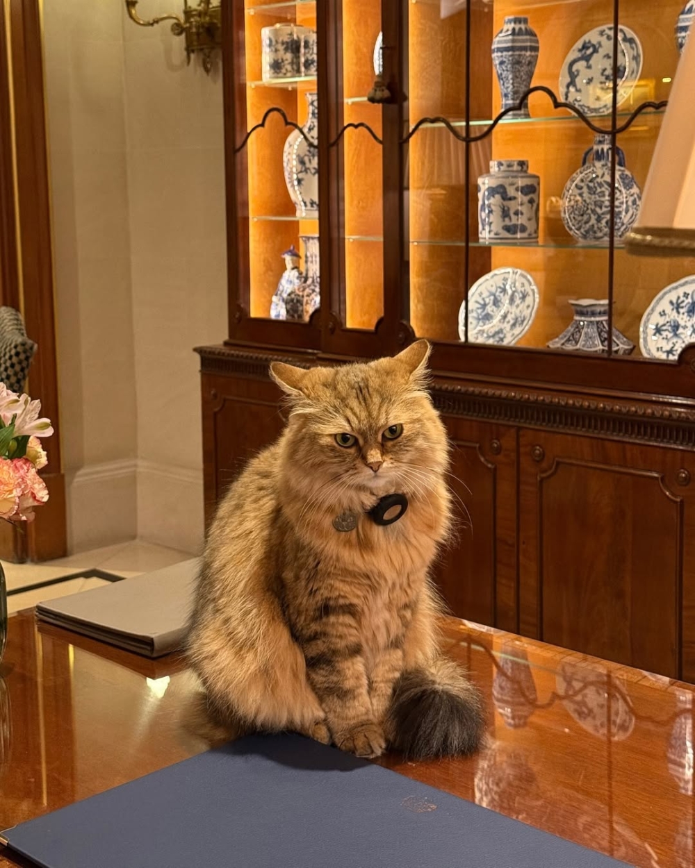 還有調酒師特意為牠命名了一款雞尾酒——「Lilibet」雞尾酒！