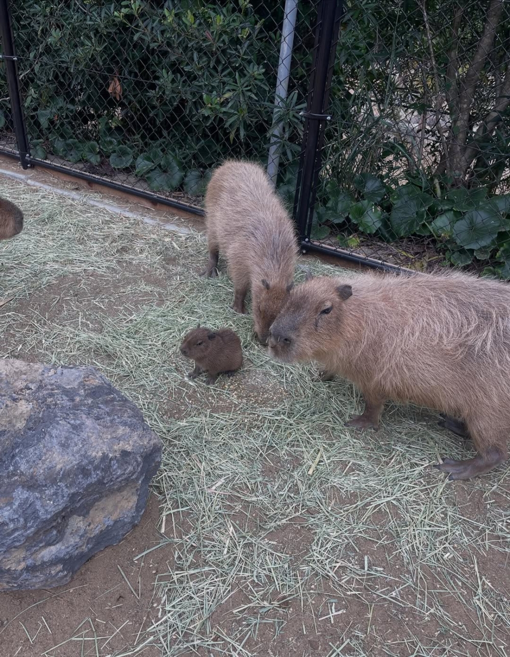 水豚一出生就這麼淡定、Chill到不行~