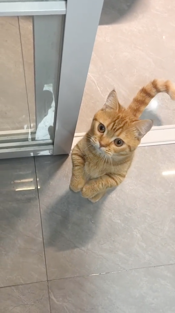 認真期待美味的樣子太可愛了！