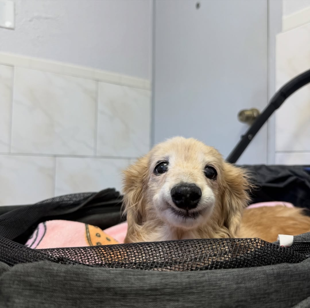 天生的笑臉狗：越老越可愛。