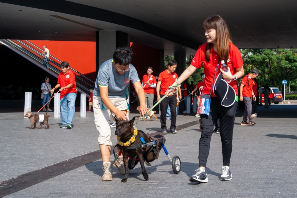 義工與狗狗第一站先到到藝術公園和西九龍海濱長廊散步，有狗狗選擇到草地上稍作歇息，享受著義工替牠們按摩的感覺。