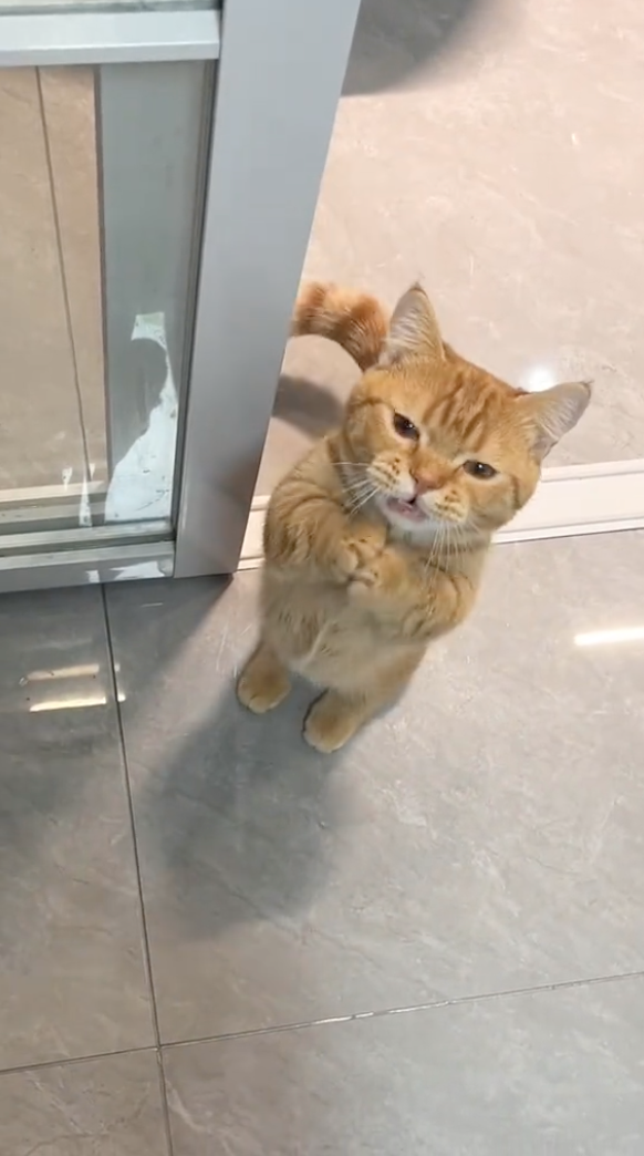 貓咪：拜託拜託～