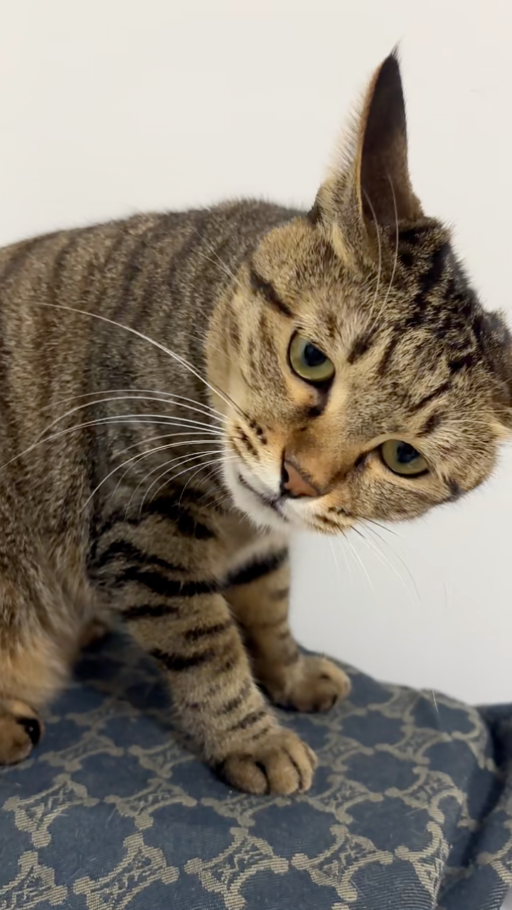 喵：「講」了幾次不要摸，不要摸！