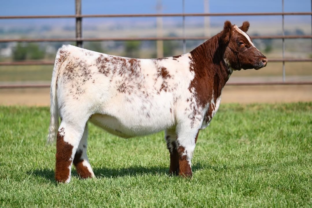 棉花糖牛真的存在！真實牛隻被吹成「雲朵造型」　可愛到像AI生成一樣