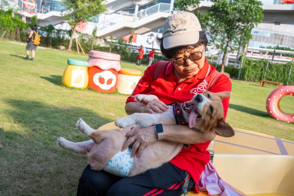 在西九寵物俱樂部，狗狗們可以自由自在地在草坪上奔跑，亦有迷你隧道、爬梯等，讓牠們盡情探索和放電，彷彿回到年輕的時候。