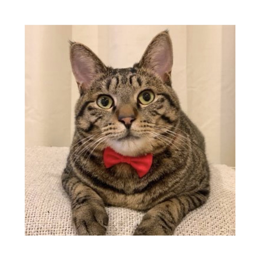 可愛到讓人捨不得吃到飯糰。