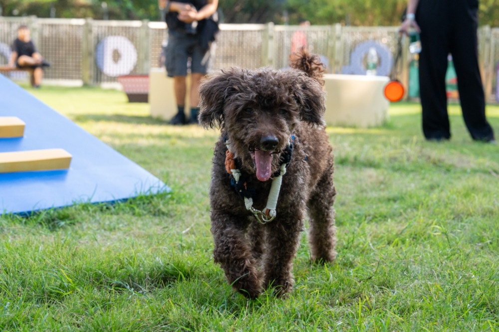 只限年滿 10 歲或以上的毛孩(狗/貓)及其主人同行。
