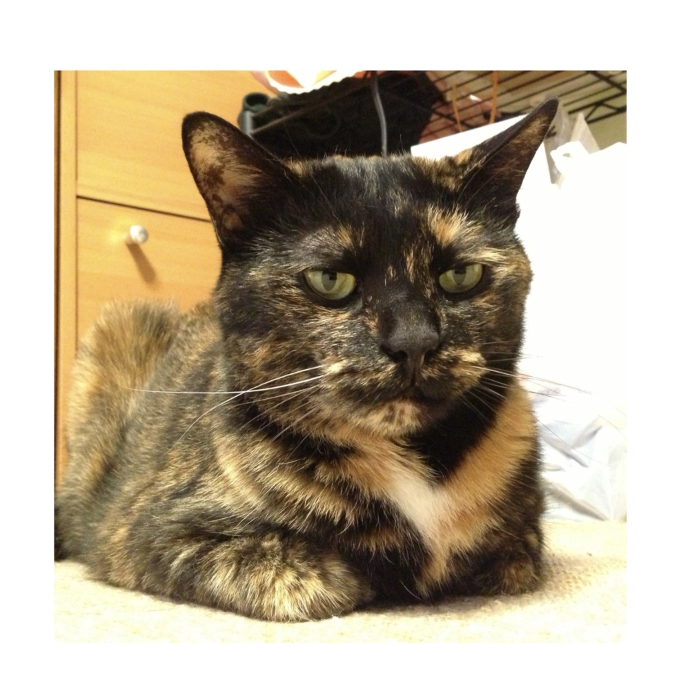 什麼種類的貓咪都不是問題~