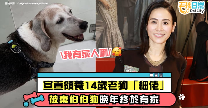 宣萱領養14歲老犬「細佬」！被遺棄的伯伯犬在晚年重新擁抱愛與歸屬