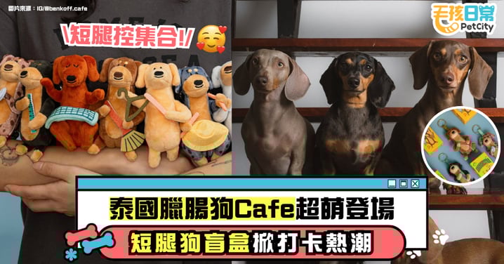 被短腿包圍的快樂!泰國臘腸狗Cafe超可愛打卡點 還推出「臘腸狗盲盒」萌出新高度!
