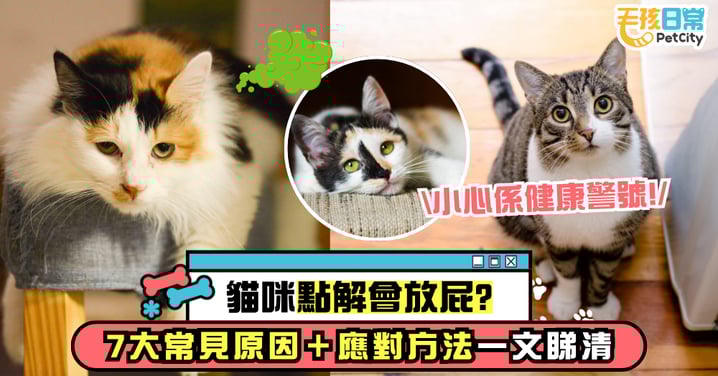 貓咪為什麼會放屁？一文看清7大常見原因與應對方法 小心是身體發出的求救信號！