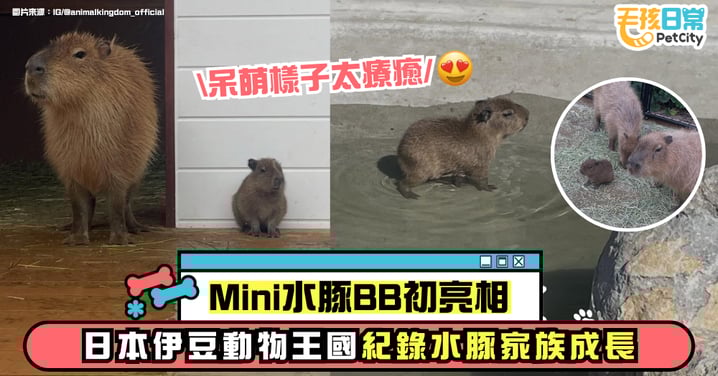 Mini水豚BB初亮相|日本伊豆動物王國迎新成員~呆萌登場太療癒!