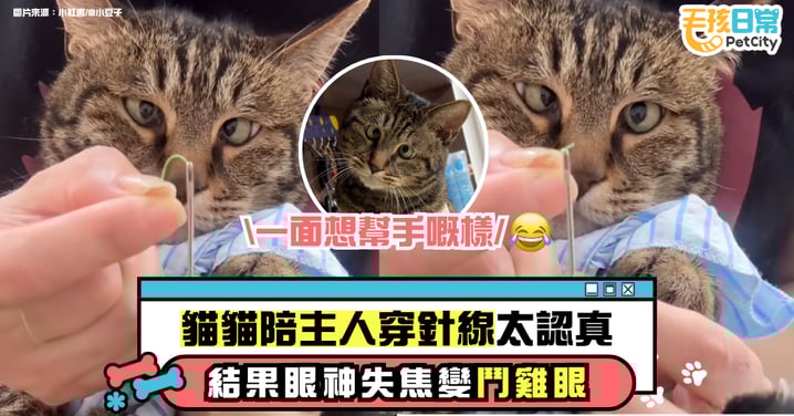 貓咪陪主人穿針線太認真　結果眼神失焦變鬥雞眼【有片】