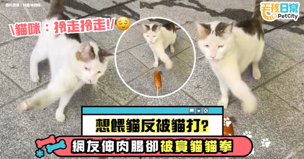 想餵貓反被貓打！伸肉腸被賞「貓貓拳」　無影手連抽兩下笑翻網友
