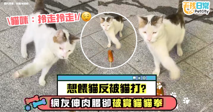 想餵貓反被貓打！伸肉腸被賞「貓貓拳」　無影手連抽兩下笑翻網友
