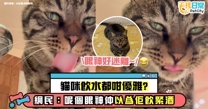 貓咪喝水也能喝出境界?用肉球沾水細品「茅台」 網笑翻:瞳孔都散開了【有片】