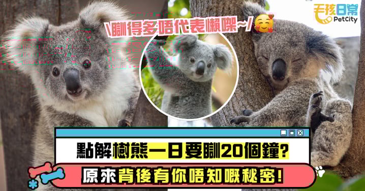考拉為什麼一天要睡20小時？揭秘牠們愛睡覺的真正原因！