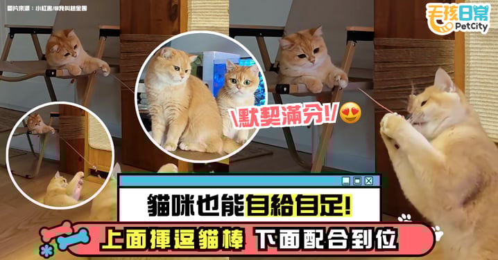 貓咪「逗貓咪」玩瘋了!上面揮逗貓棒、下面神配合 網友笑翻:自給自足~