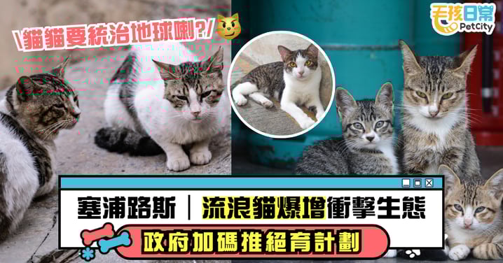 【塞浦路斯「一人一貓」危機】流浪貓暴增衝擊生態　政府加碼預算推絕育計劃