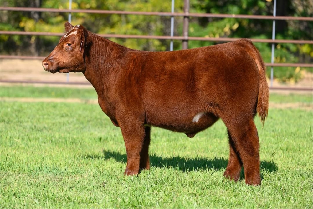 當陽光照在那層蓬毛上，牠們真的會散出一種「棉花糖發光」的可愛氣場。 