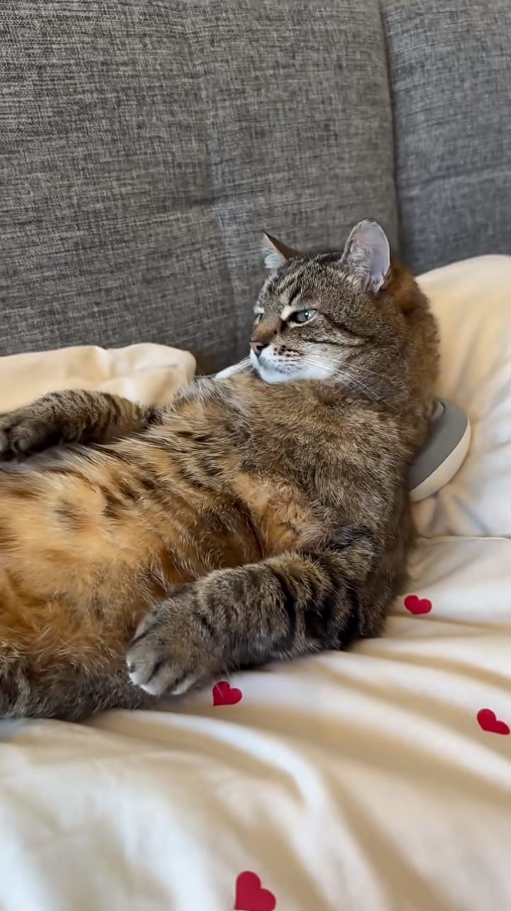 貓咪比人類還會享受。