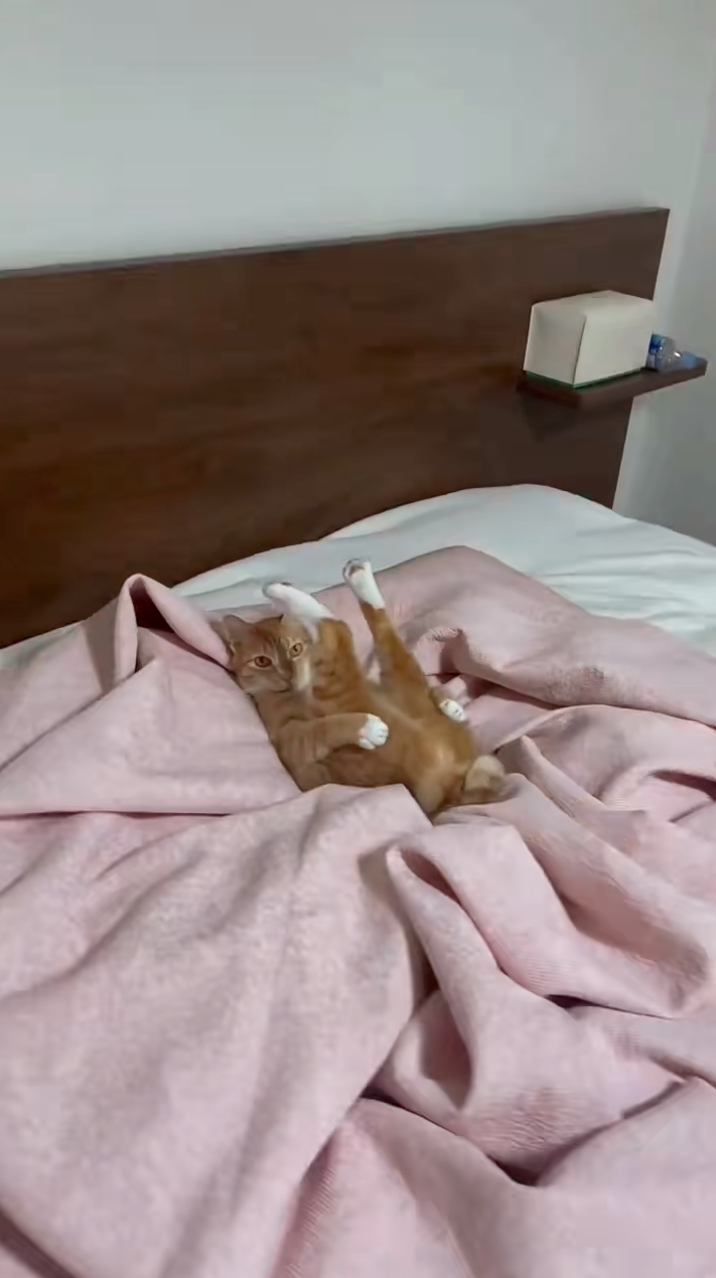 橘貓睡姿太離譜！四腳朝天還抱腿 網笑翻：這睡法太騷了～