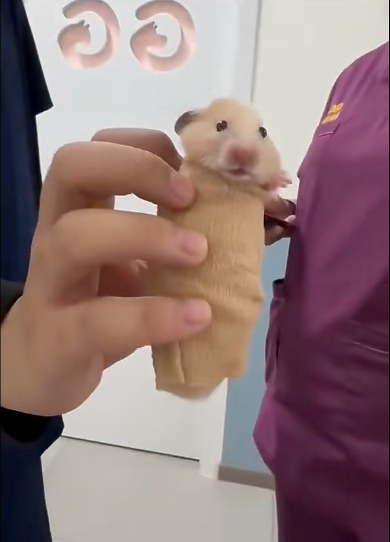 又慘又好笑！毛孩CT掃描「麻醉藝術照」特輯：X光拍不到的秘密