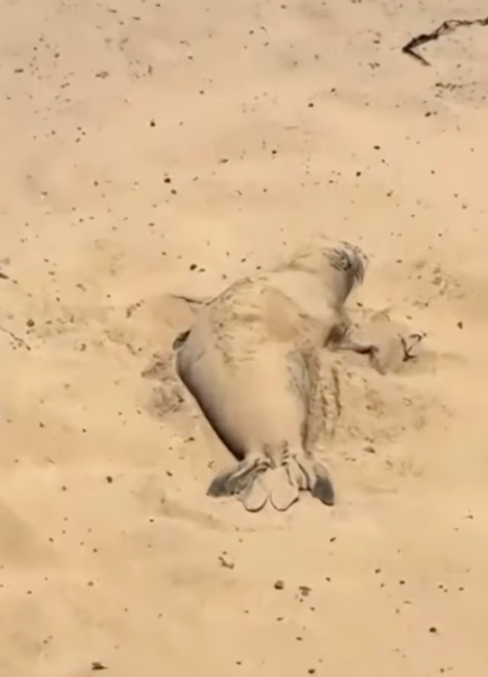 這樣的麻糬再來幾份~