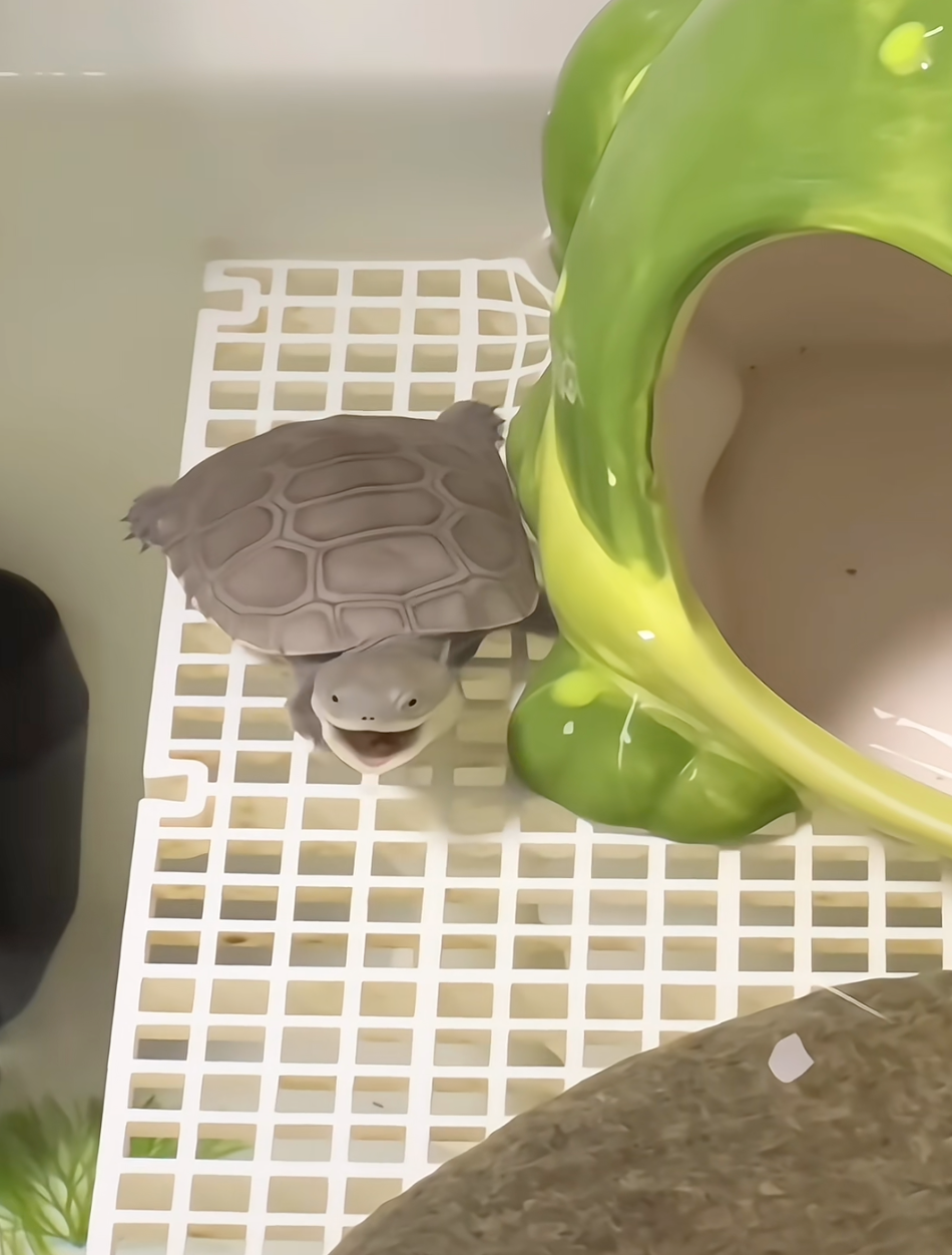 烏龜：啊～好累啊～