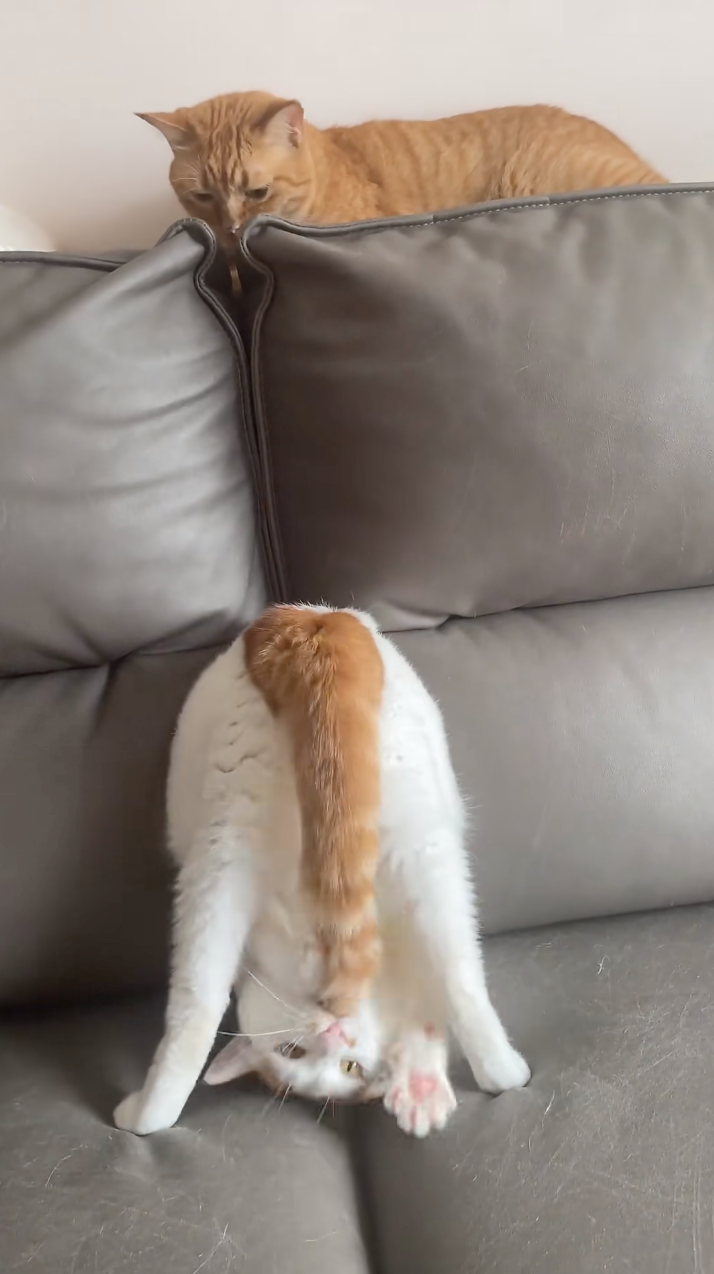 喵：嗯～真好吃～