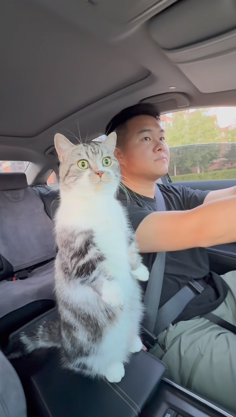 喵：哇，外面的世界原來長這樣！