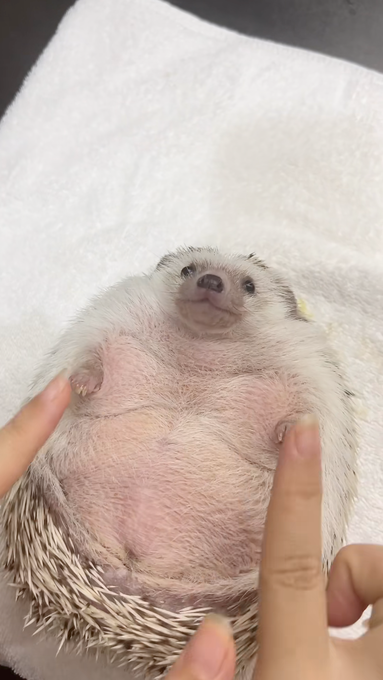 刺刺是不是有點太圓啦？