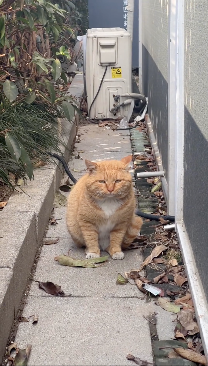 雙下巴可是「戰績」！