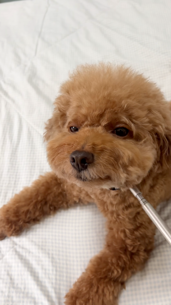 狗狗：嗯～就是這個感覺～