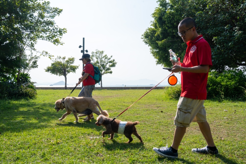 義工與狗狗第一站先到到藝術公園和西九龍海濱長廊散步，有狗狗選擇到草地上稍作歇息，享受著義工替牠們按摩的感覺。