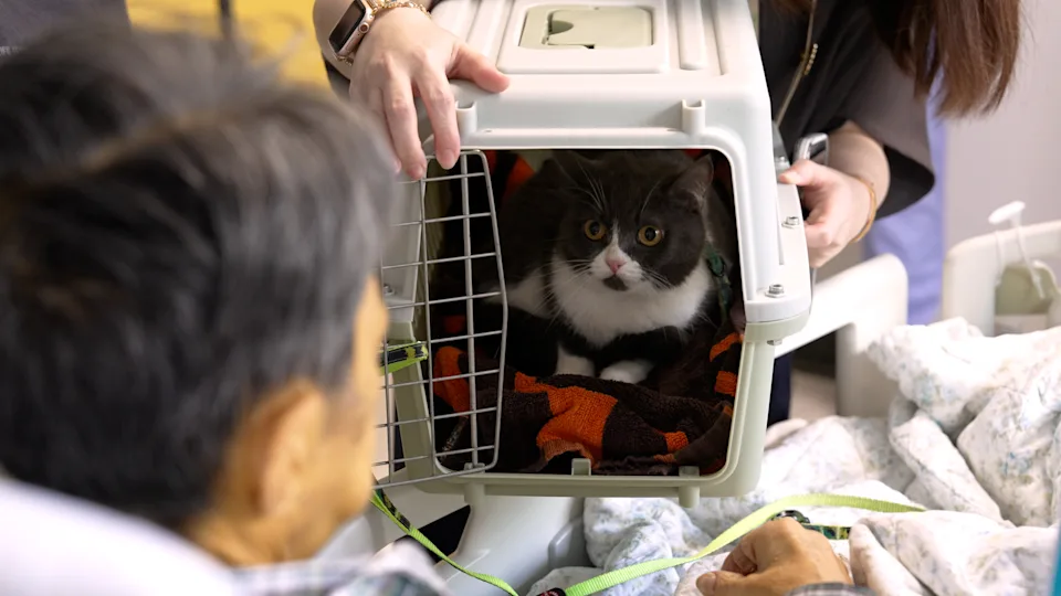 Cindy：主人，我來看你了。